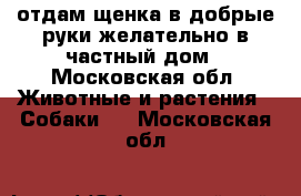 отдам щенка в добрые руки желательно в частный дом - Московская обл. Животные и растения » Собаки   . Московская обл.